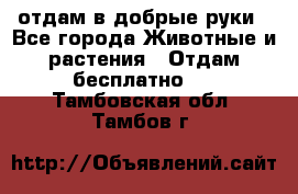 отдам в добрые руки - Все города Животные и растения » Отдам бесплатно   . Тамбовская обл.,Тамбов г.